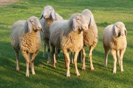 Pecore senza pastore